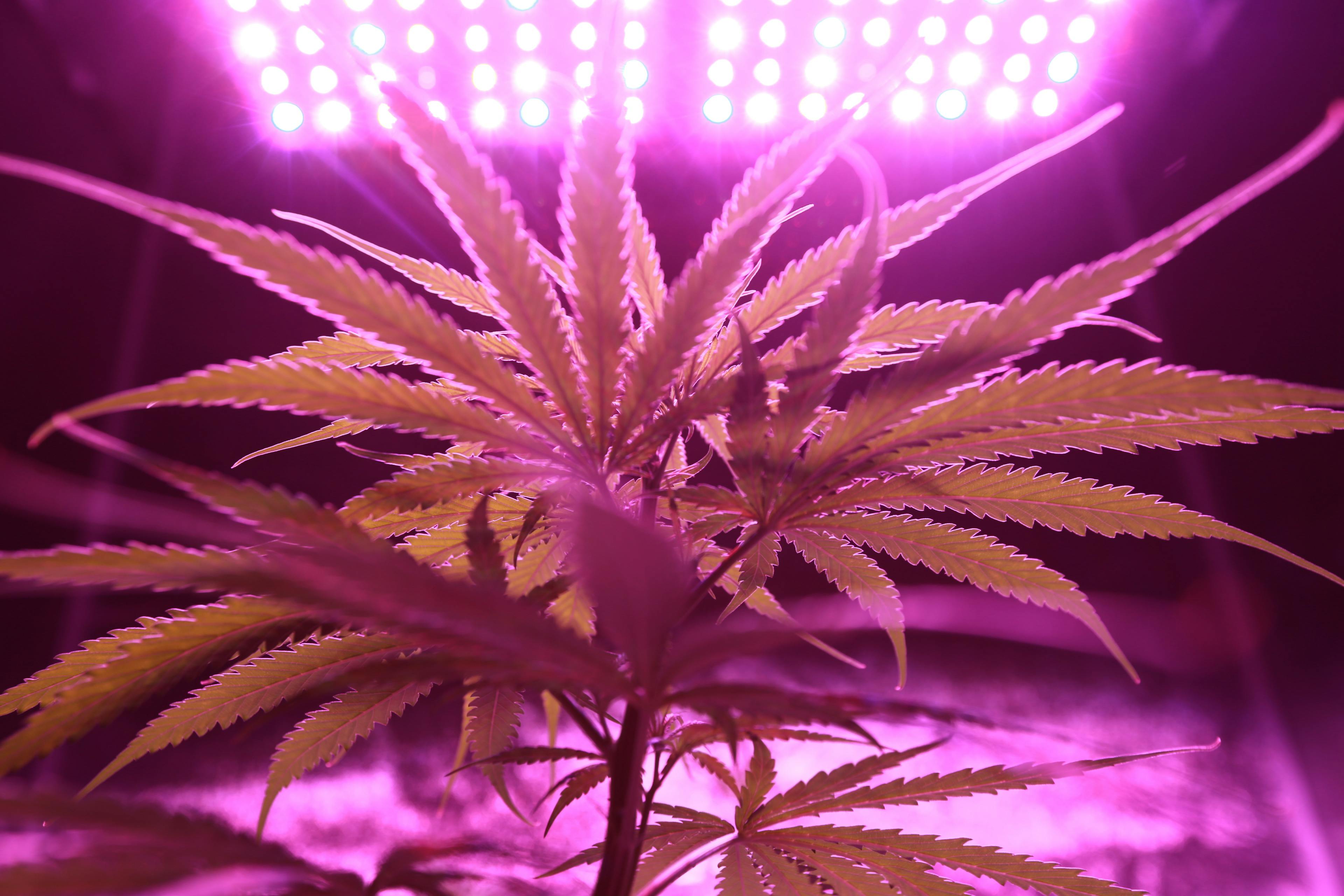 Cannabis Pflanze vor einer Lampe