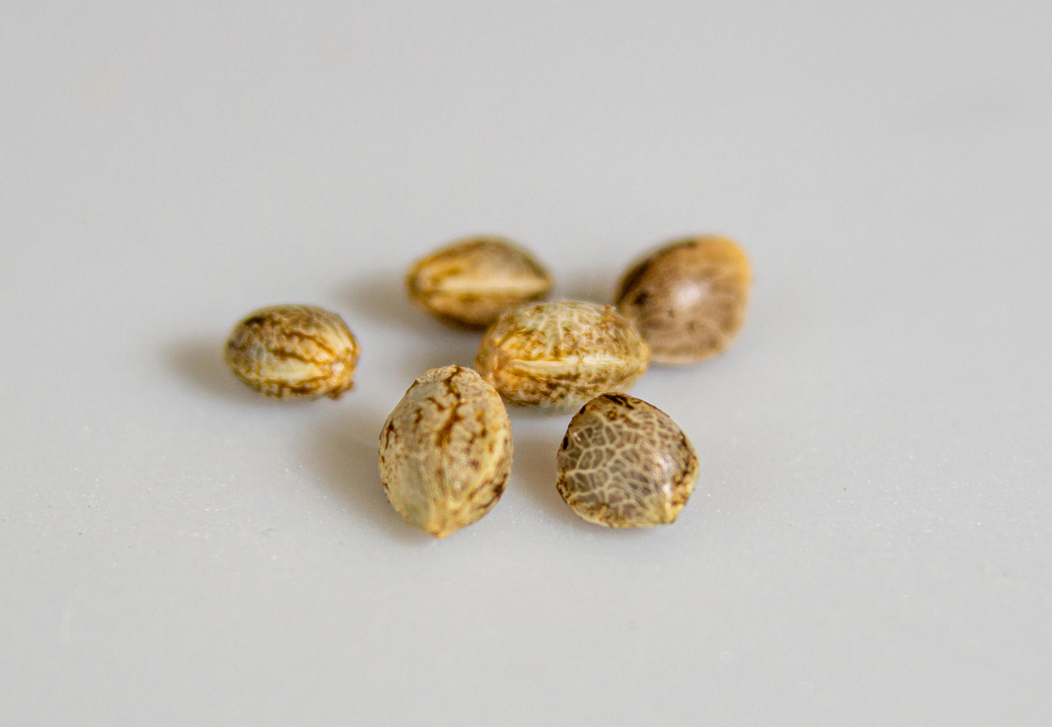 A cannabis seed